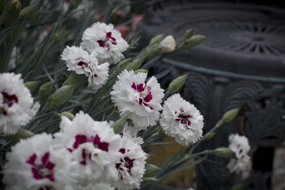 Гвоздика перистая (Dianthus plumarius &#96;Desmond&#96;)