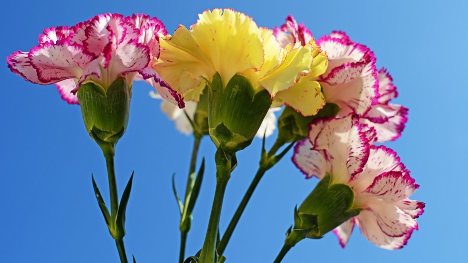 Турецкая гвоздика цветок многолетник