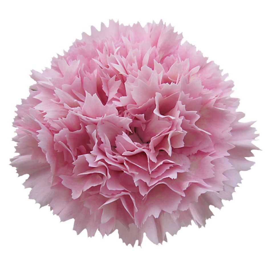 Гвоздика Dianthus