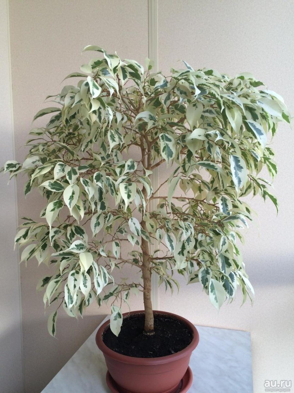 Ficus benjamina Leaf isolated