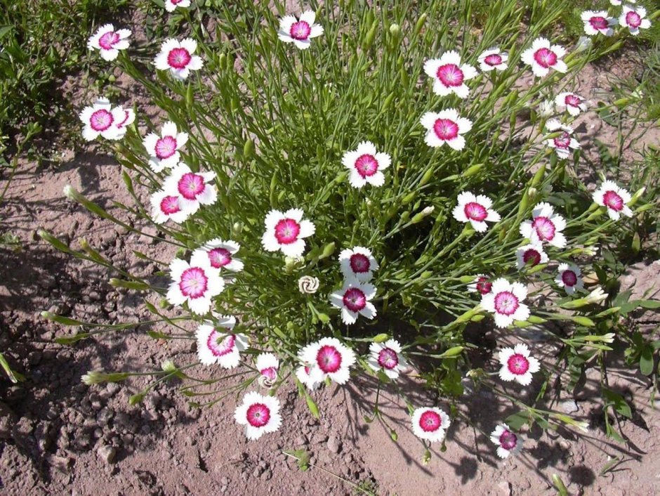 Гвоздика сизая Dianthus gratianopolitanus