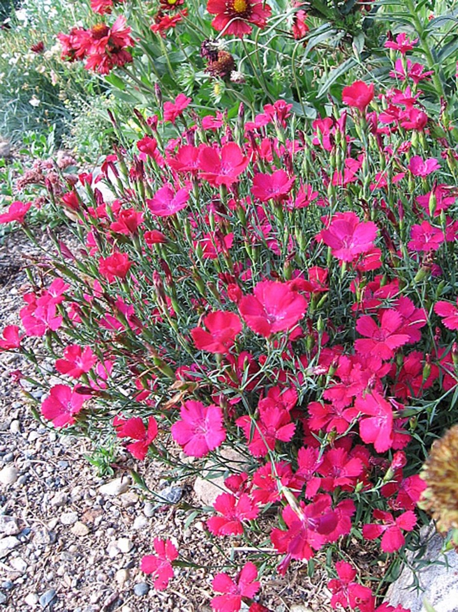 Гвоздика травянка (Dianthus deltoides)