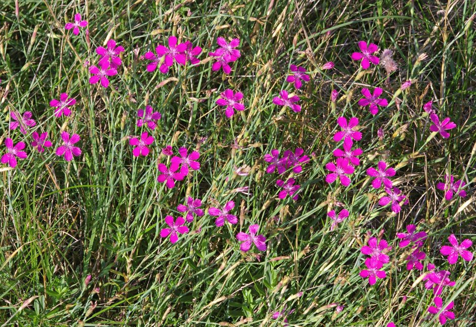 Гвоздика Dianthus gratianopolitanus Rubin