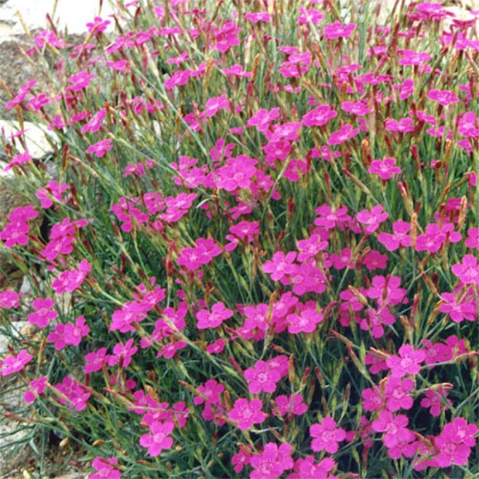 Гвоздика травянка (Dianthus deltoides)