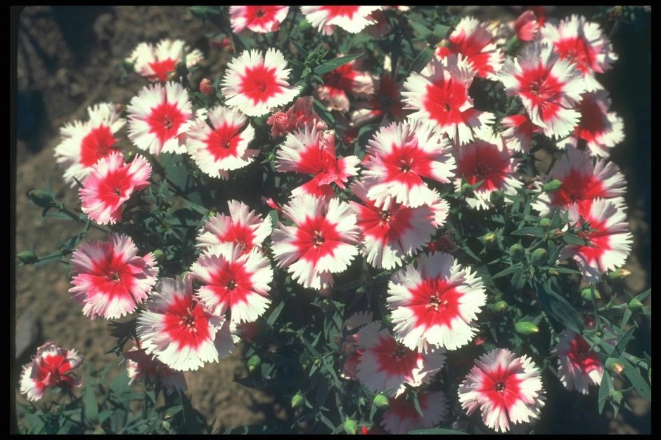 Гвоздика травянка (Dianthus deltoides)