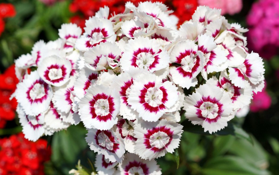 Гвоздика (Dianthus chinensis) Coronet