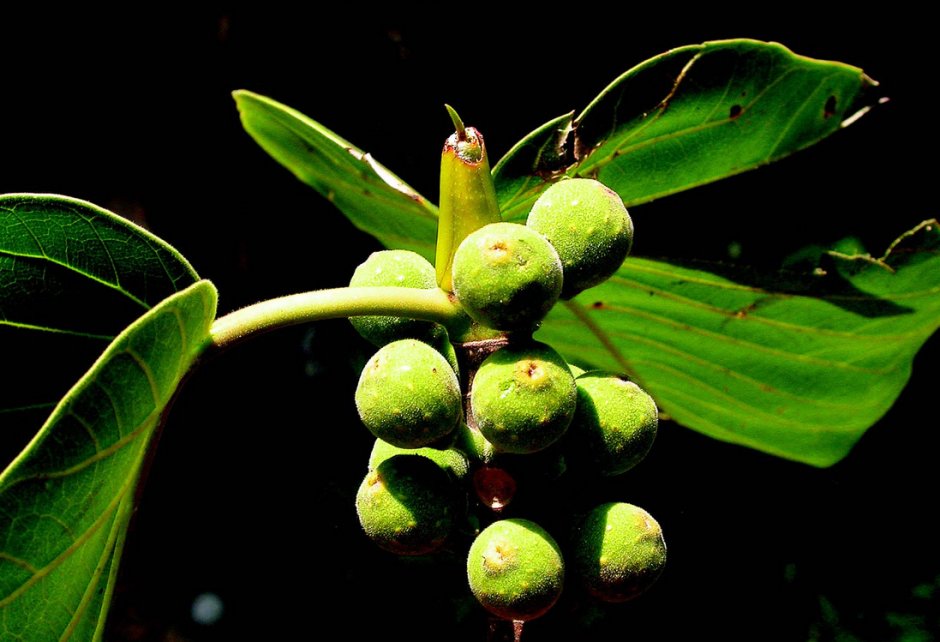 Ficus exasperata