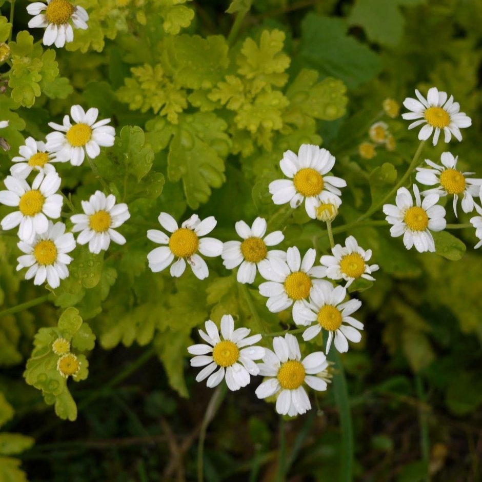 Пиретрум parthenium