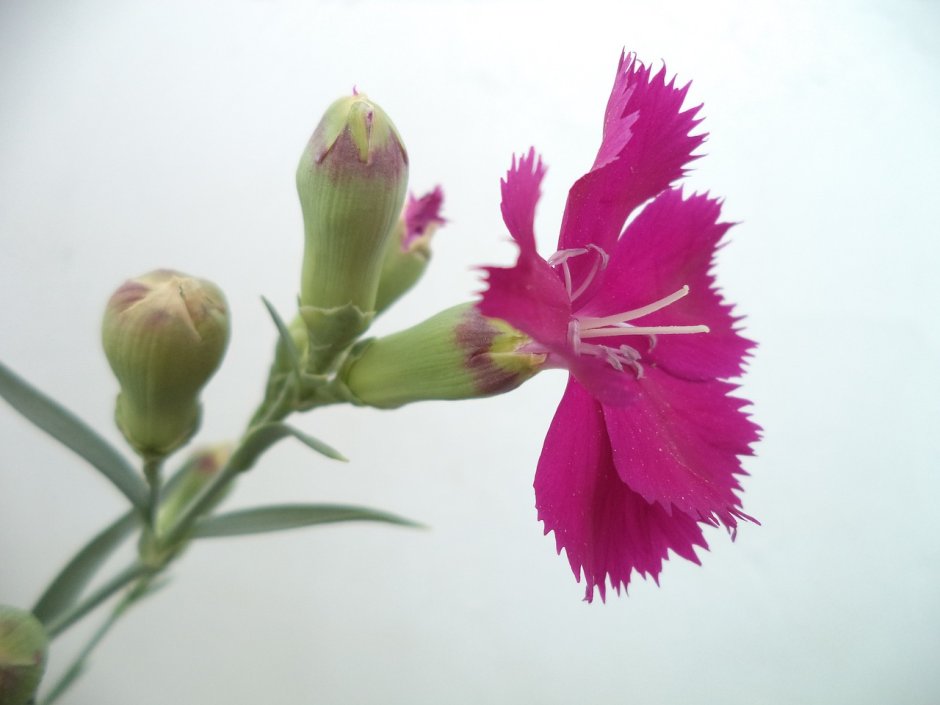 Dianthus Arabella Purple гвоздика