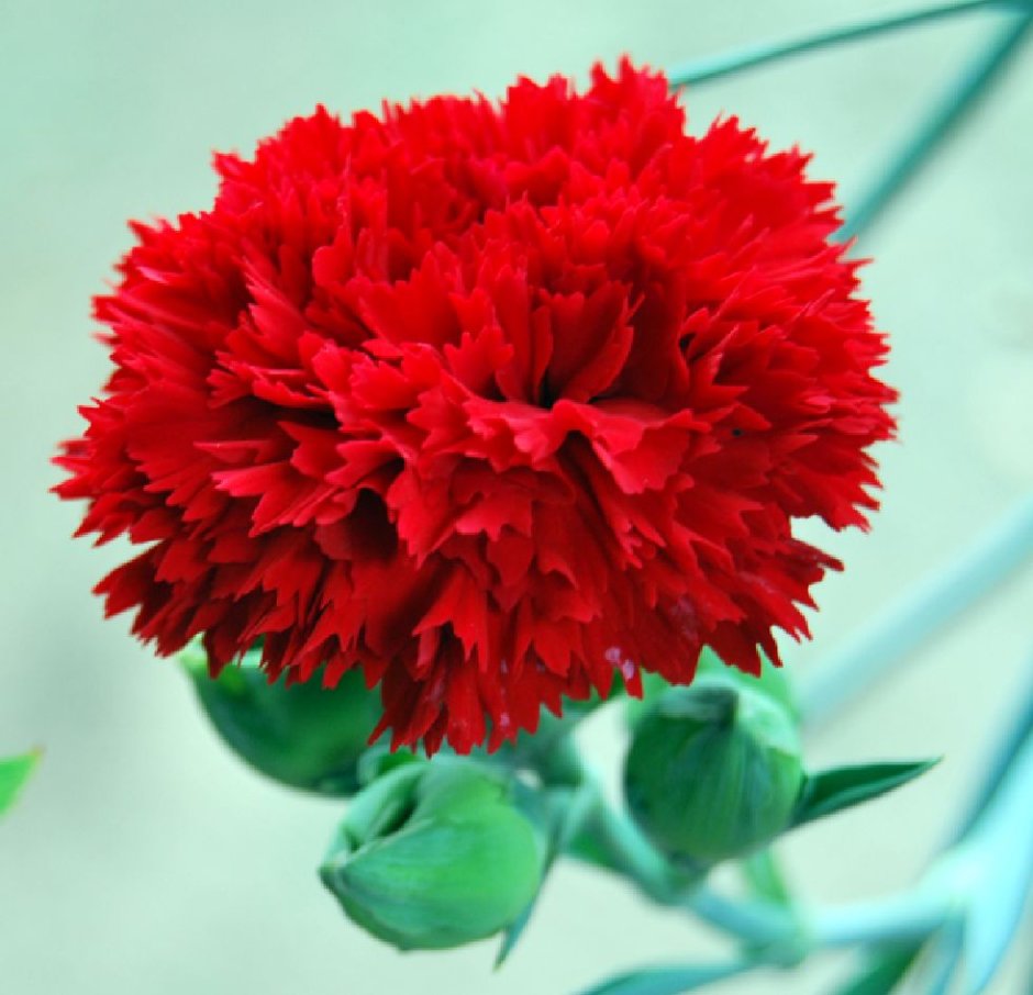 Clavel Red цветок