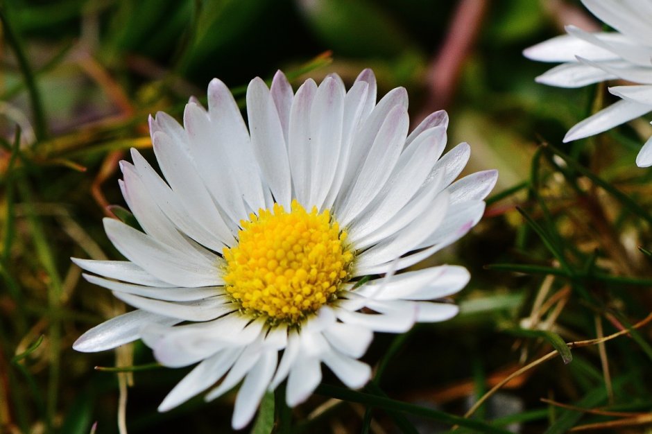 Leucanthemum vulgare lam