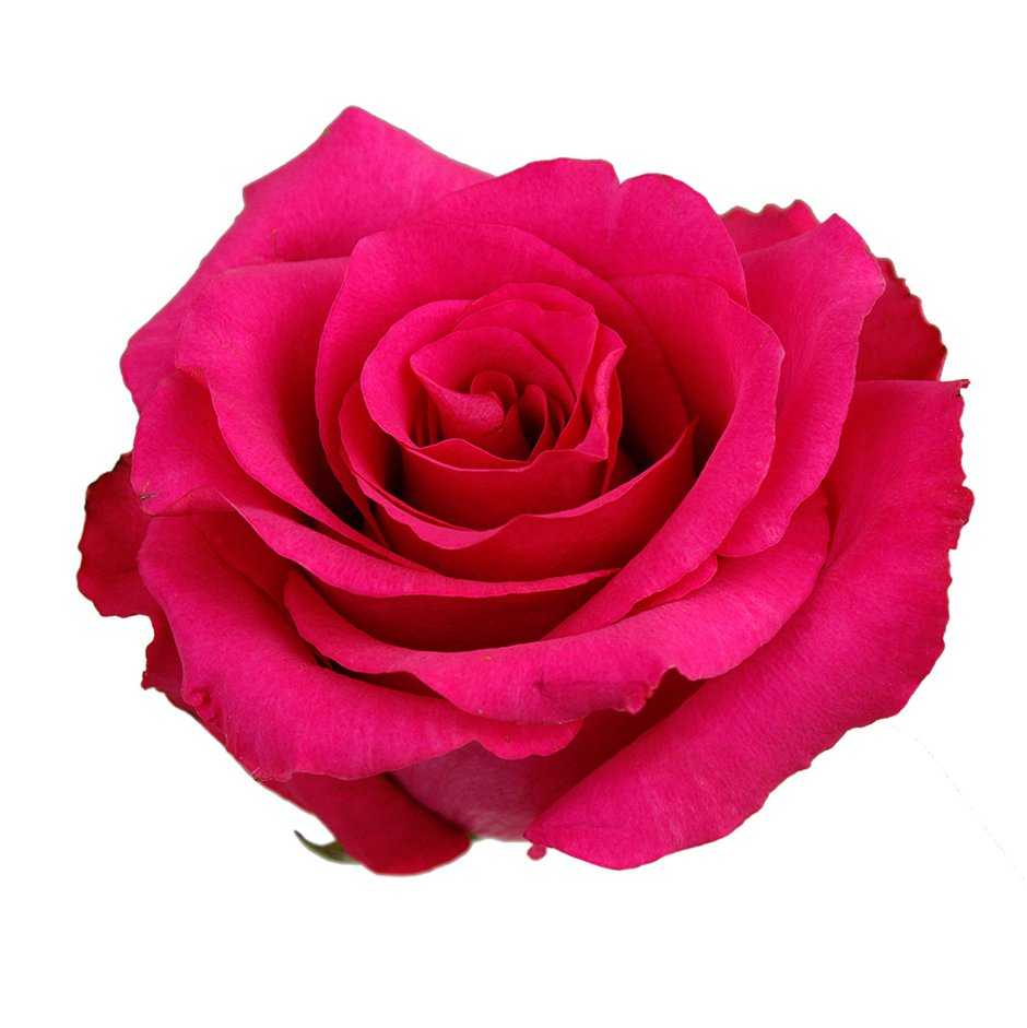 Роза эксплорер цвета