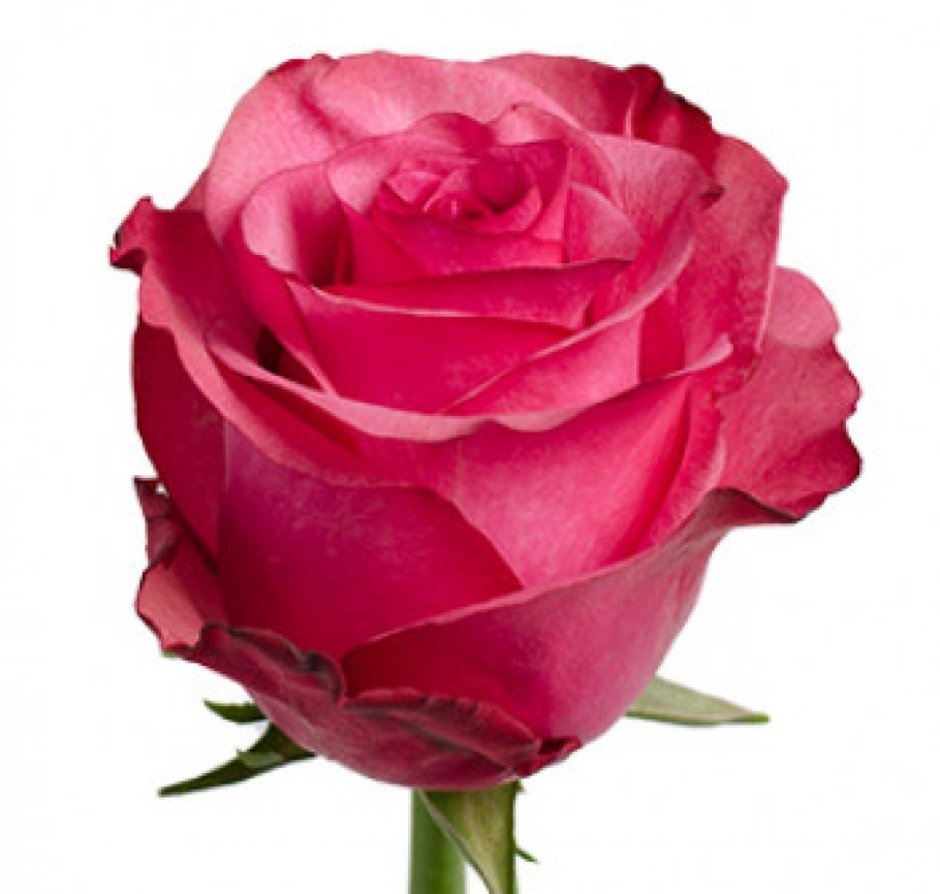 Красная роза Эквадор 51 шт