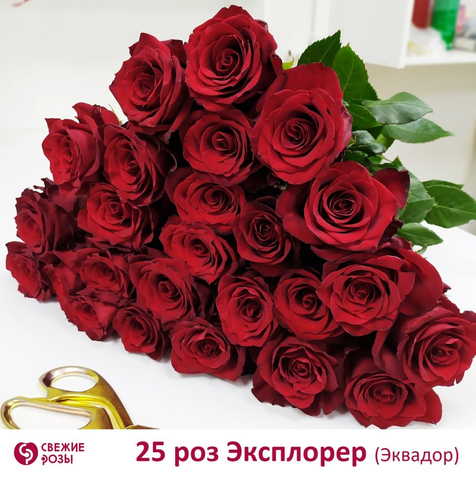 Роза эксплорер 80 см.
