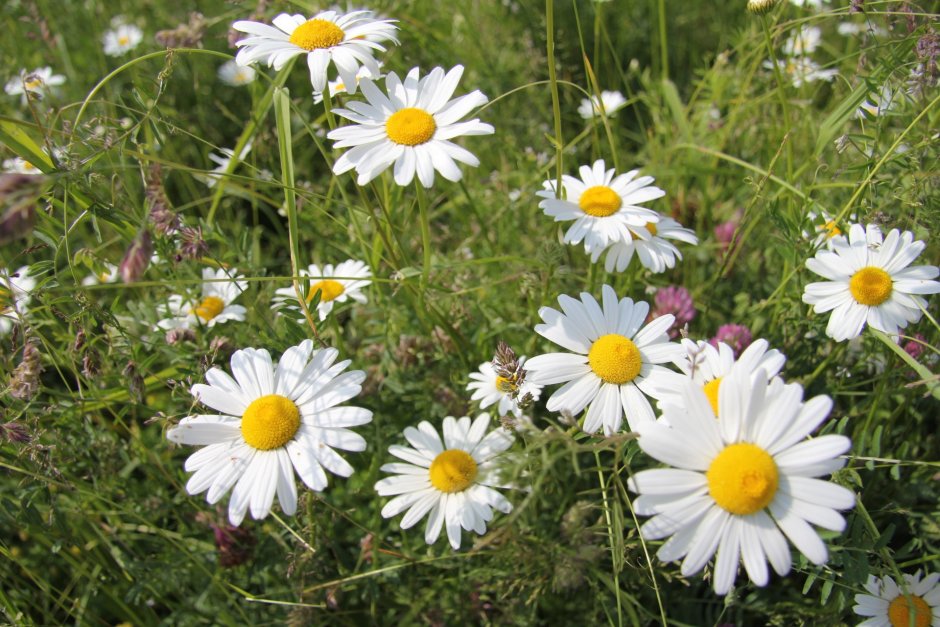 Bellis perennis