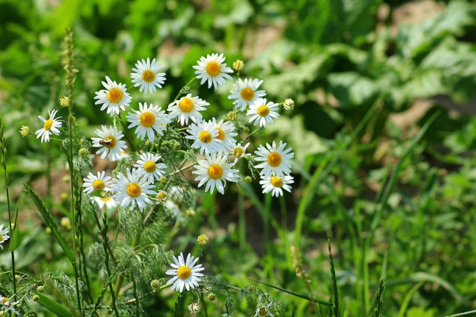 Ромашка аптечная (Matricaria Chamomilla)