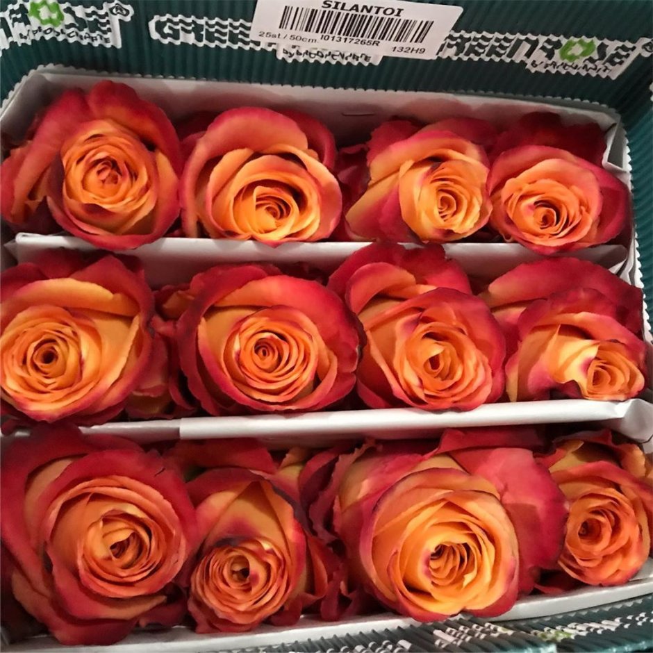 Роза эксплорер 60 см