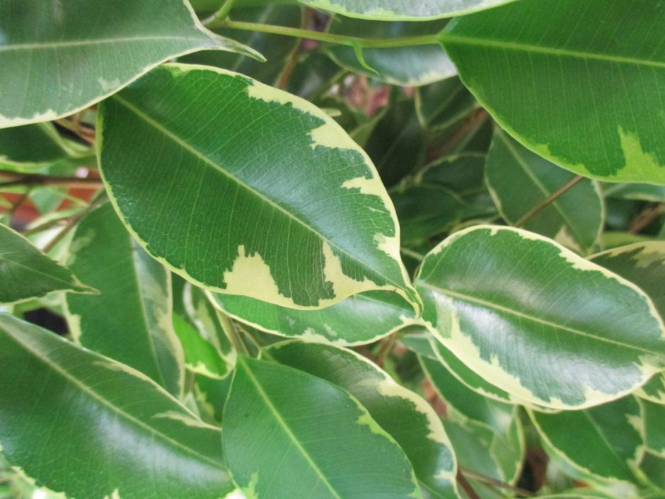 Rubber Plant (Ficus elastica)