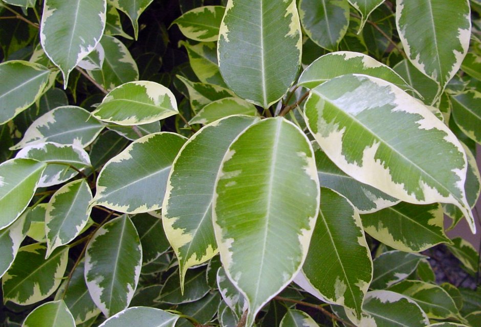 Ficus Leaf