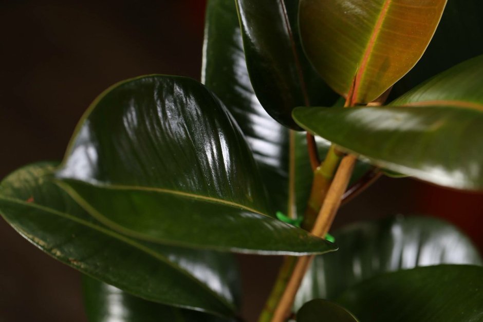 Rubber Plant (Ficus elastica)