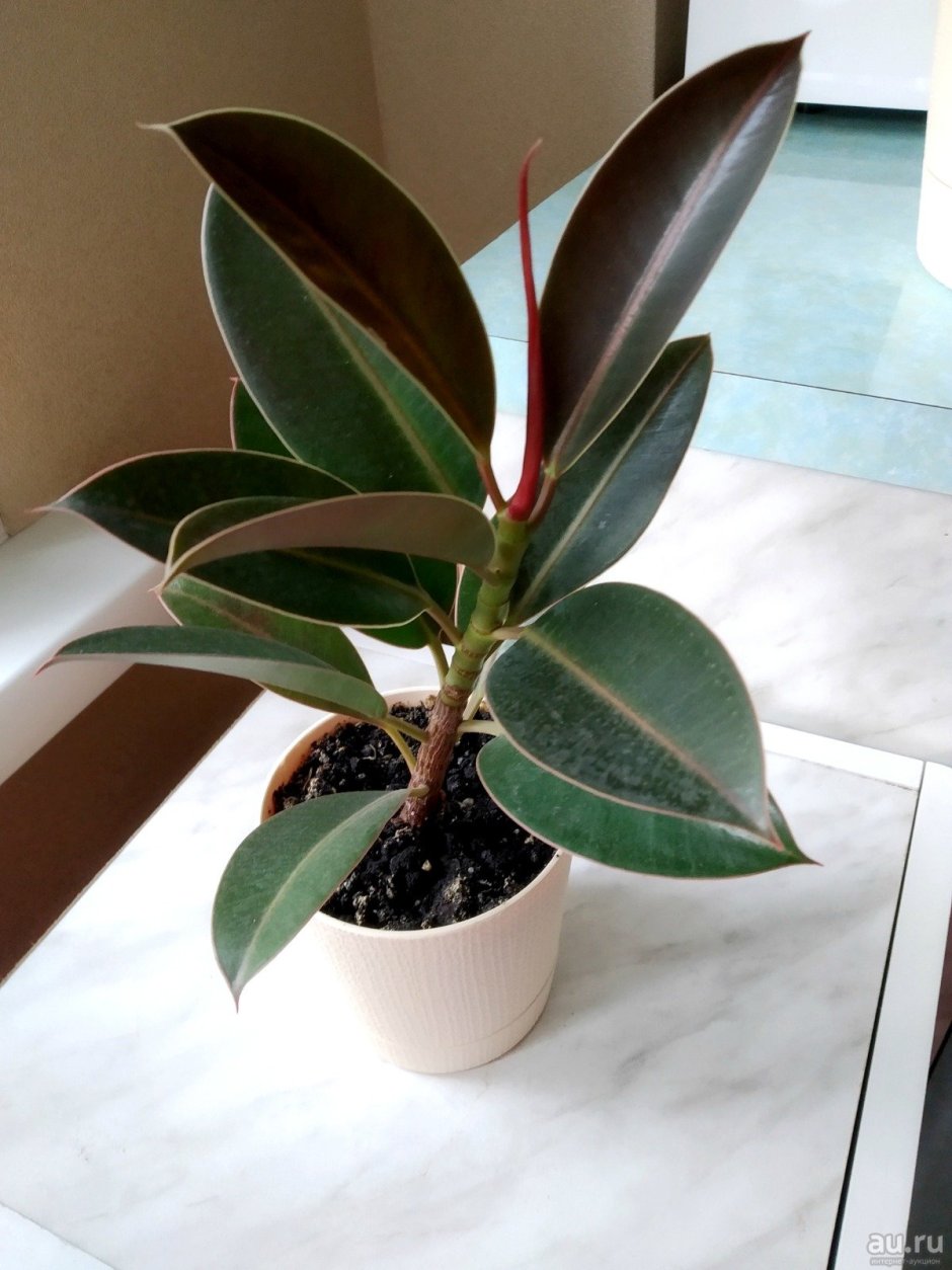 Ficus elastica Gummibaum