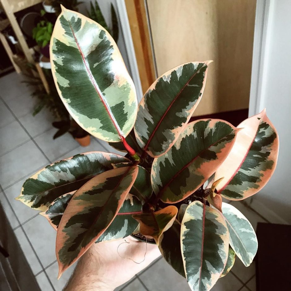 Калатея триостар Calathea Triostar Pink