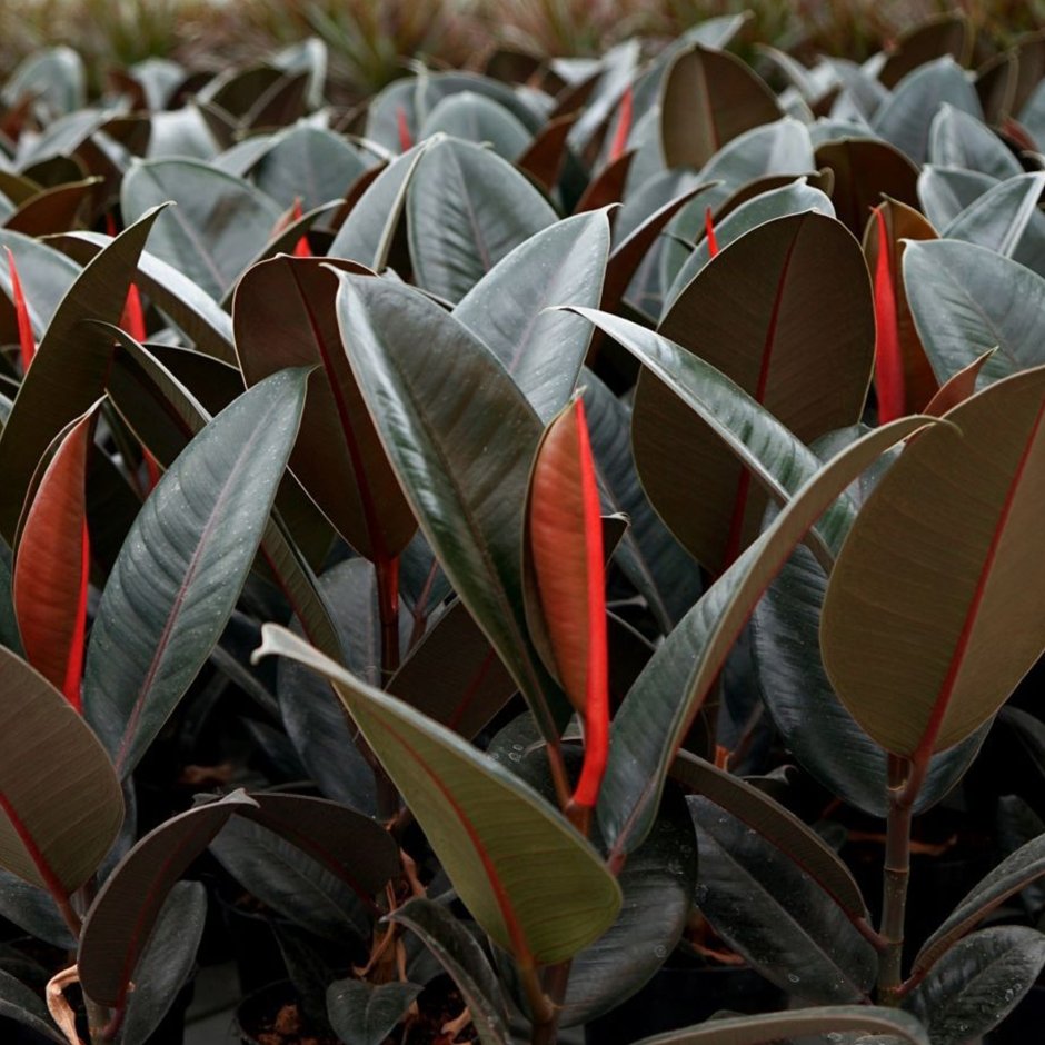 Ficus elastica Leaf isolated