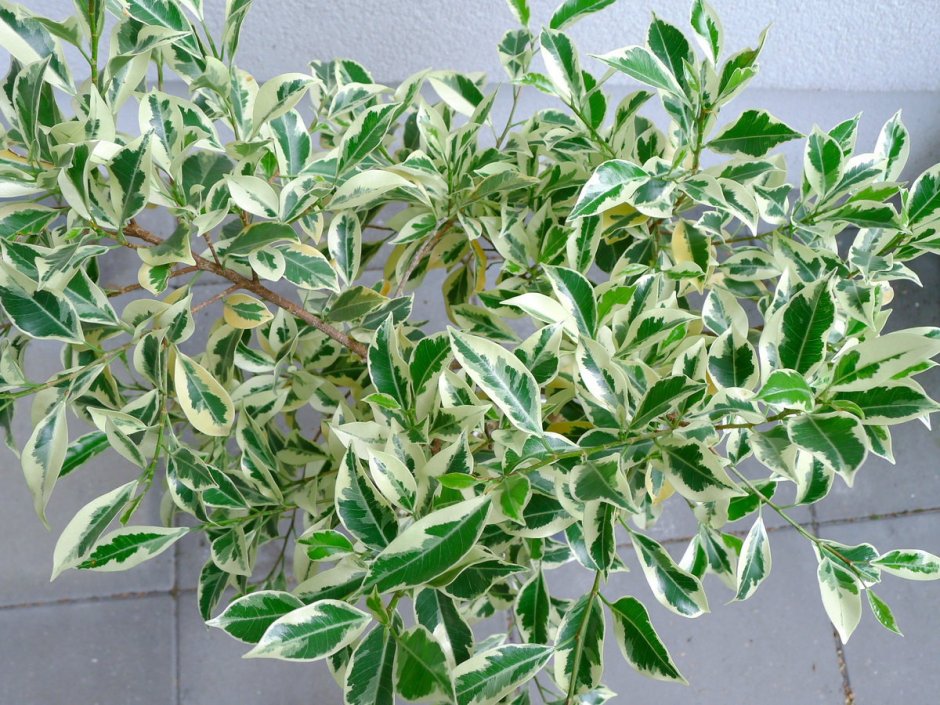 Кодиеум (Кротон) пестрый (Codiaeum variegatum pictum)
