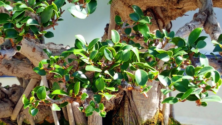 Фикус велютина Ficus velutina