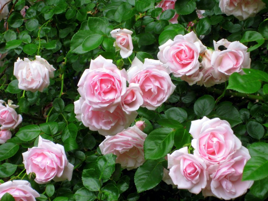 Роза Парковая Роуз де решт