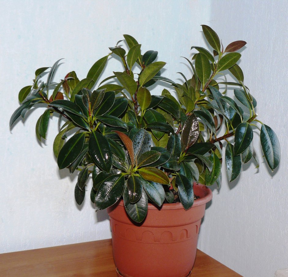 Фикус Мелани (Ficus Melany)