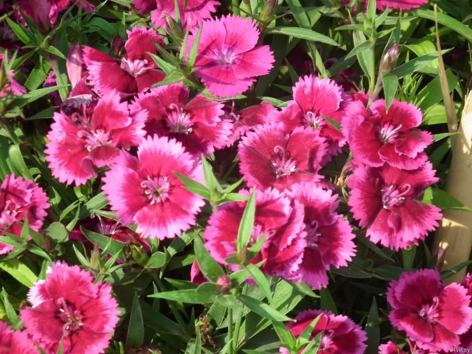 Гвоздика сизая Dianthus gratianopolitanus