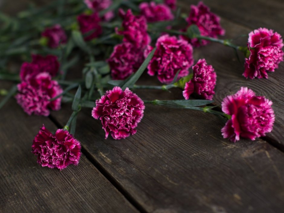 Гвоздика (Dianthus chinensis) Coronet