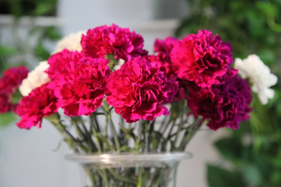 Гвоздика Dianthus Doris