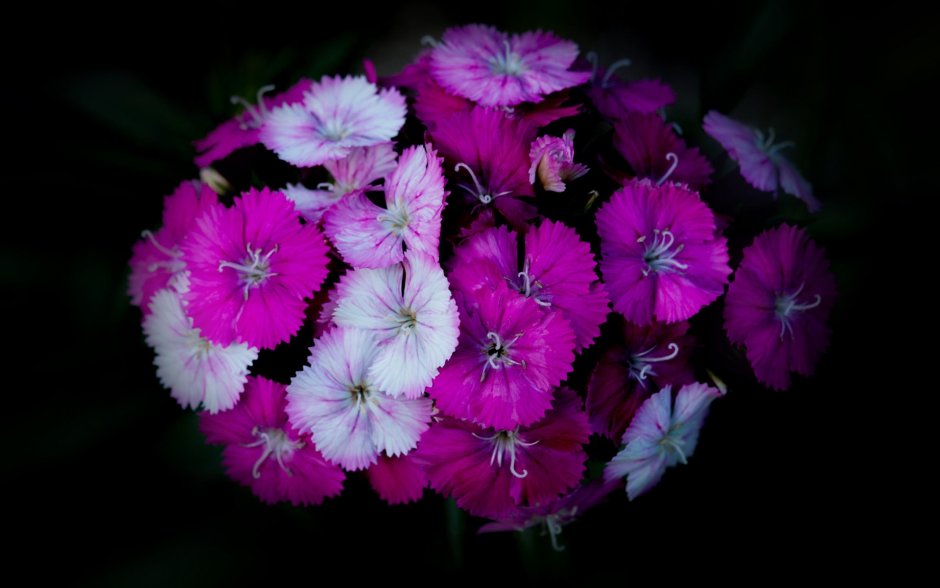 Гвоздика цветок фото
