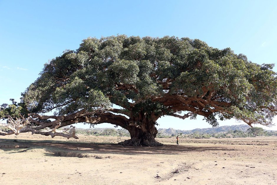Фикус бенгальский Ficus benghalensis