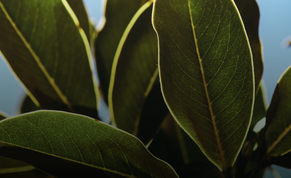 Фото листьев фикуса для обоев экрана