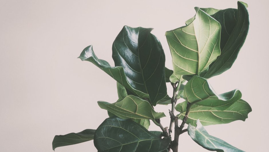 Ficus elastica Leaf isolated texture