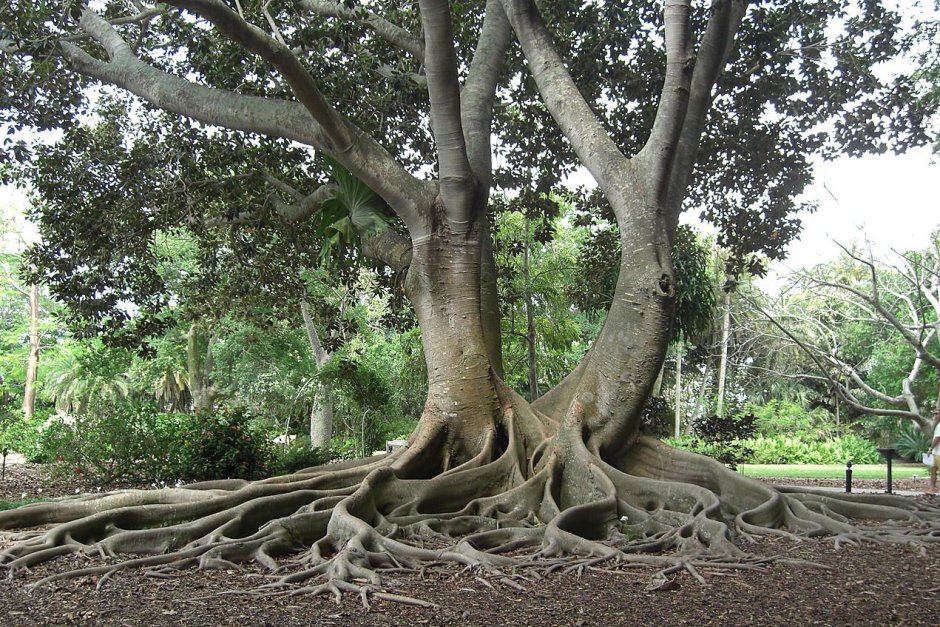 Сикомора дерево