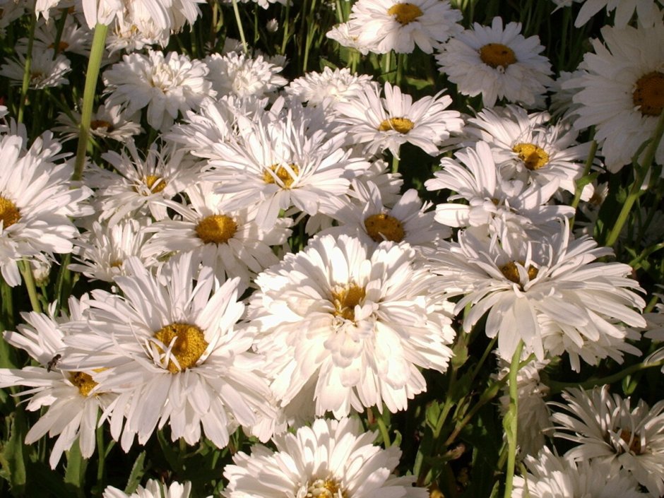 Нивяник (Leucanthemum) Crazy Daisy