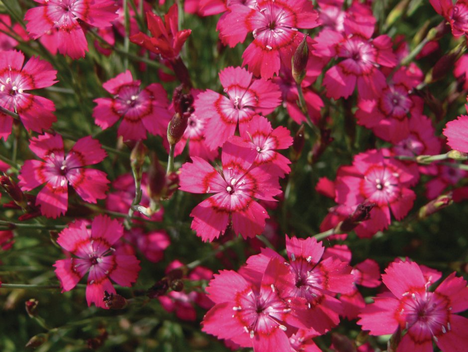 Гвоздика травянка (Dianthus deltoides)