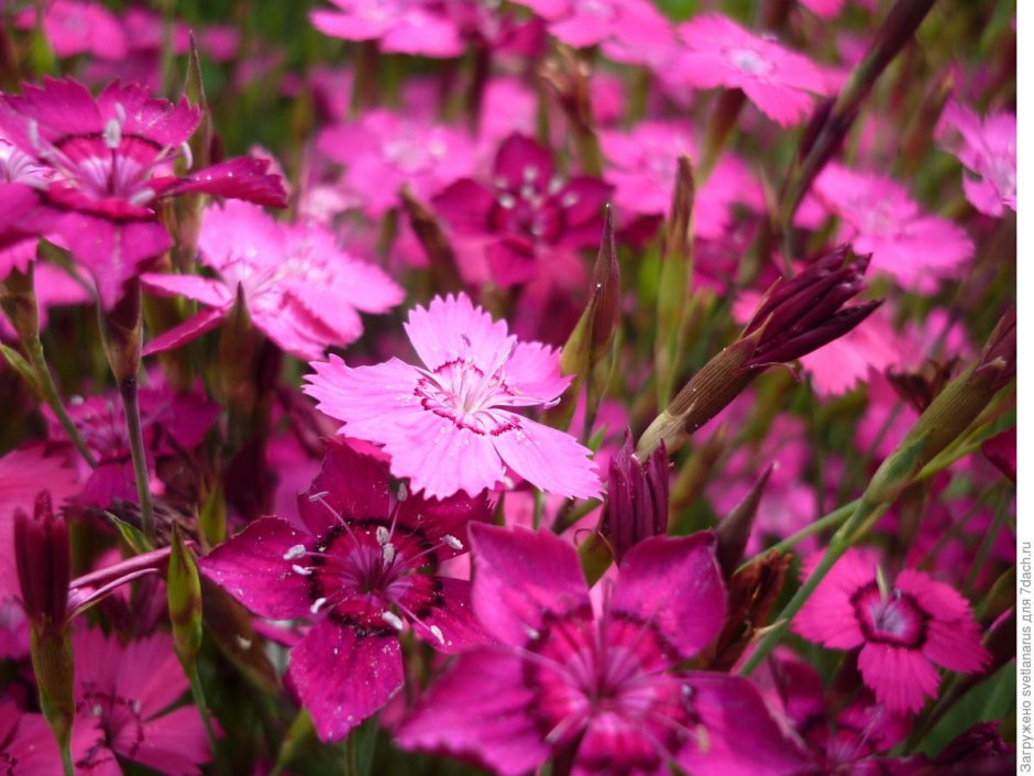 Гвоздика травянка (Dianthus deltoides)