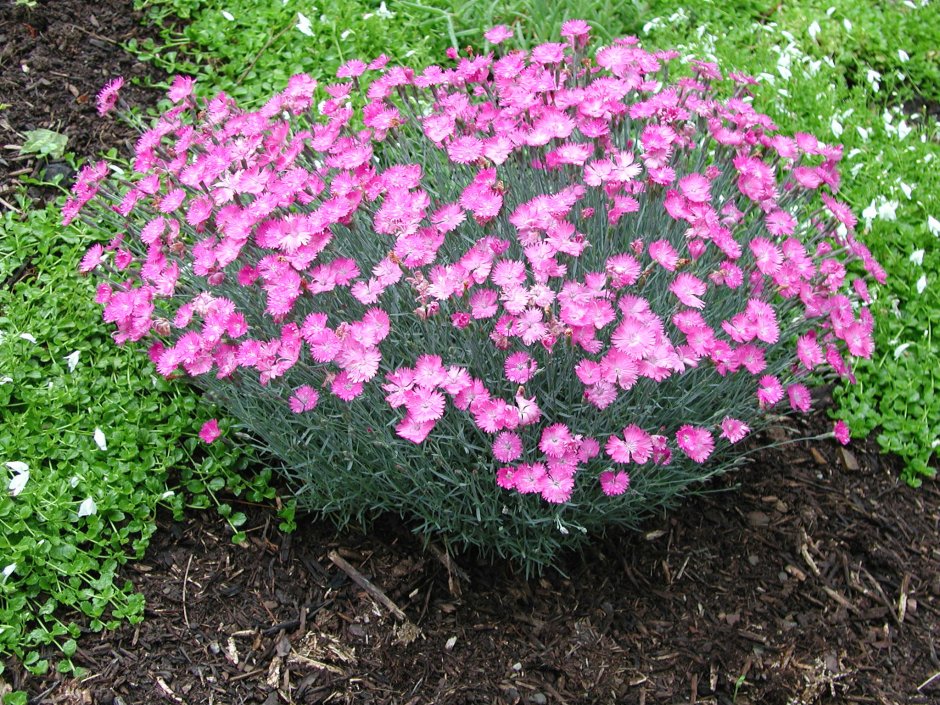 Гвоздика травянка (Dianthus deltoides)