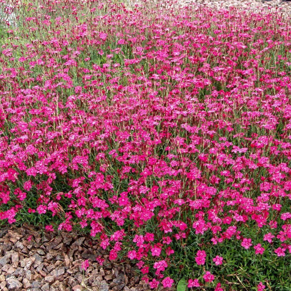 Гвоздика травянка (Dianthus deltoides)