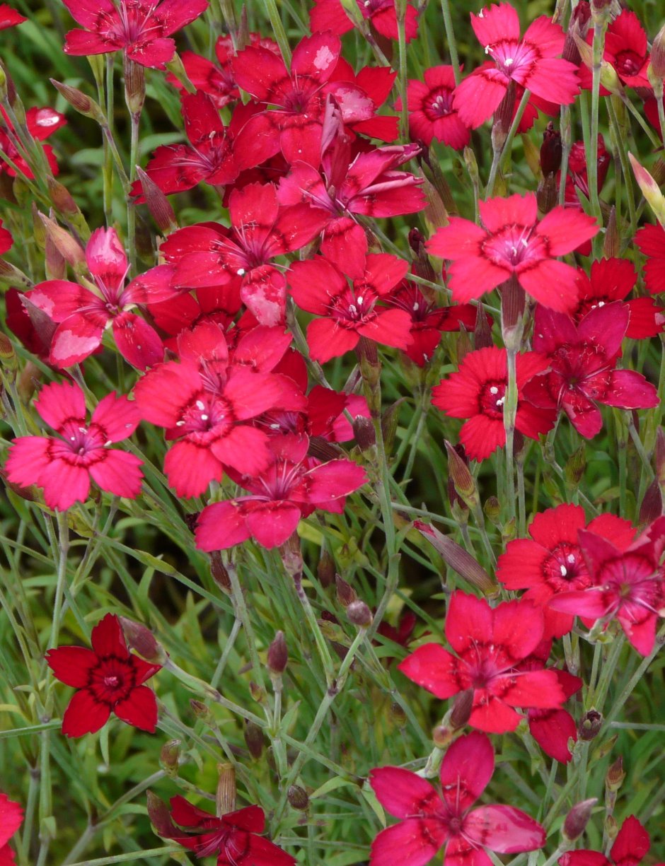 Гвоздика травянка (Dianthus deltoides)