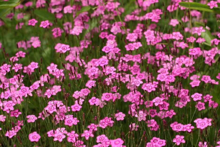 Гвоздика травянка (Dianthus deltoides) Brilliant