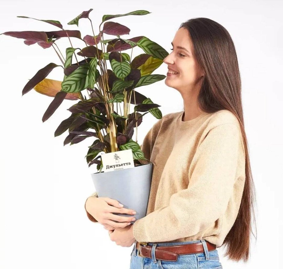 Бра Ficus