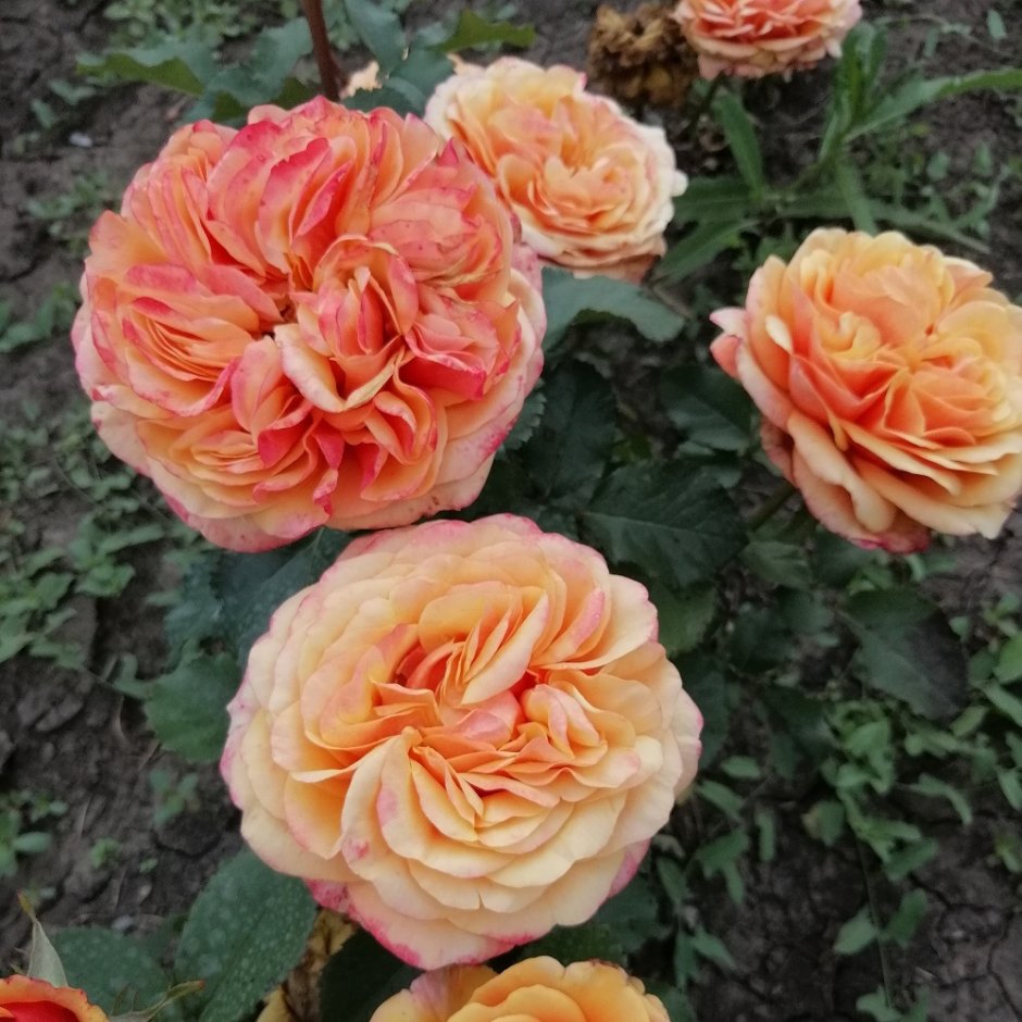Rita des trois lucs роза