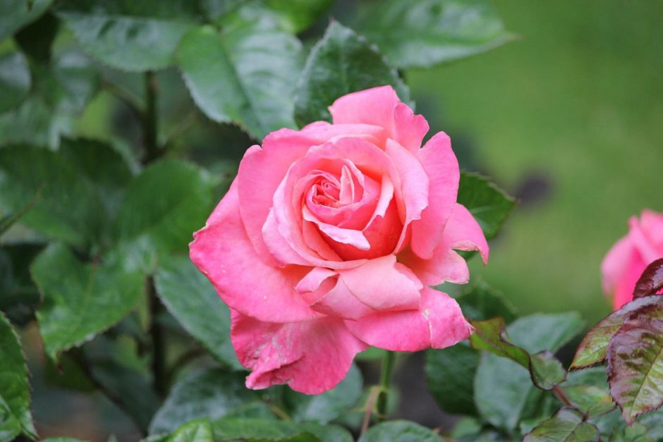 Wildberry роза Тантау