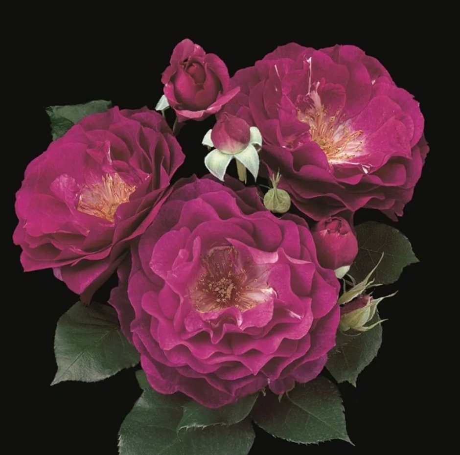 Парковая роза рапсодия Блю